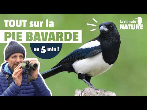 Is the magpie really a thief?