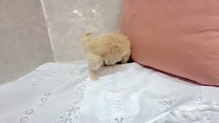 ハーフ犬の動画01