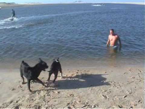 Dogs enjoying the beach life, kite lagoon, Taiba, Ceará, Brazil.
