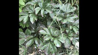 Treating Black Spot, and other Peony plant diseases ; After season Clean up