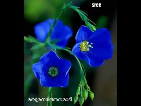 Mayoora Narthanam aadi.......**sree nair**