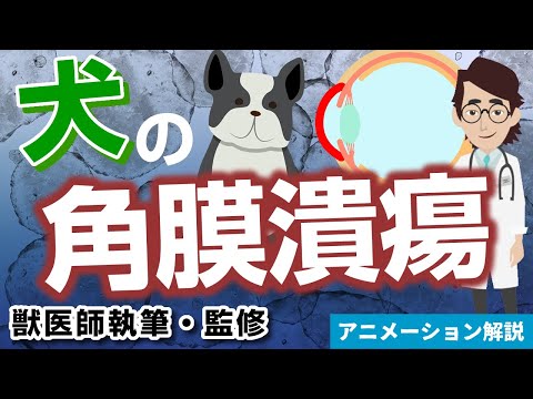 猫の角膜潰瘍 - 原因と治療法