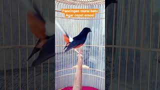 Download lagu Pancingan murai batu agar cepat emosi mp3 Download lagu Pancingan murai batu agar cepat emosi mp3