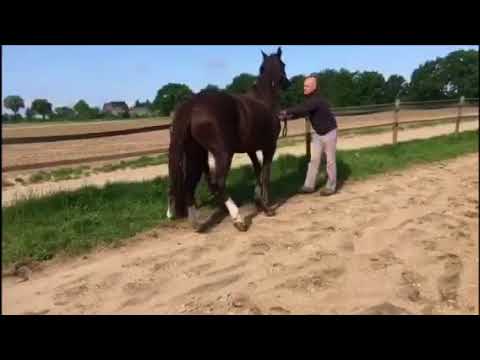 Secret (Sezuan) colt