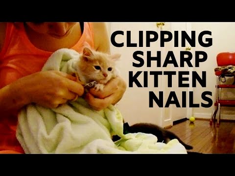 Clipping tiny kitten nails! | how to cut kitten nails on a 6-week old kitten at home