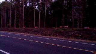 preview picture of video 'Elk near Clam Lake WI 1'