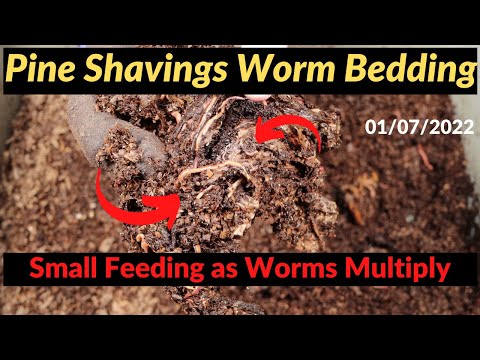 Pine Shavings Worm Bin - Small Feeding Added 01/07/2022