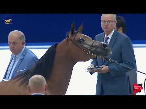 N 103 AJASTRIG MONISCIONE   Dubai 2019   Mares 10 years and more