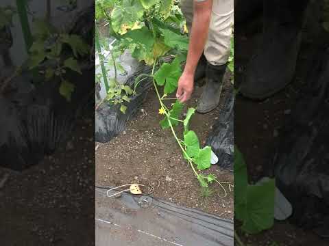 収量を促進するキュウリの仲間は何ですか?自分自身を教育してください！  庭園