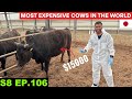 World S MOST EXPENSIVE KOBE BEEF FARM VISIT S8 EP 106 Pakistan To Japan Motorcycle