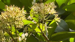 2025 8 13 樹杞 國立台灣大學