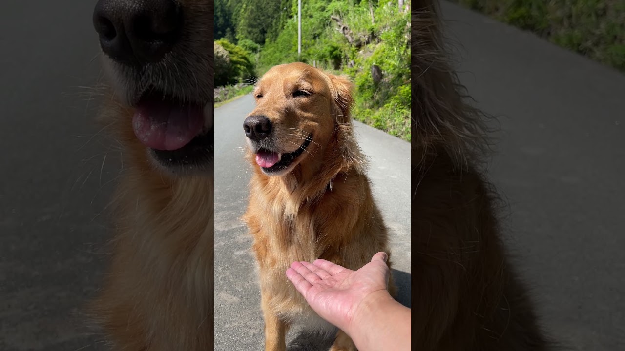 意地でも石を渡さない愛犬が可愛いｗ