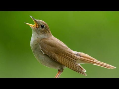 Privighetoarea oarbă - Radu Cimpoi