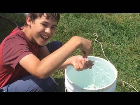 The Minnow Show! Ep:3  What to feed your minnows
