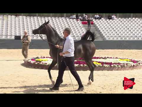 N.187 AALI AL KHALEDIAH - Asharqia Classic 2018