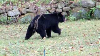 preview picture of video 'Black Bear near Flanders, NJ RT 206 South'