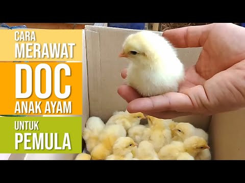 , title : 'Panduan Merawat DOC Anak Ayam Baru Beli untuk Pemula'