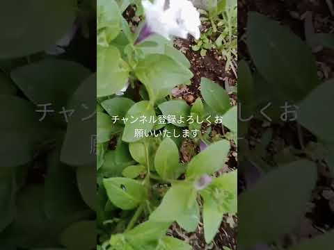  6か月の開花を得るには、いつペチュニアを播種すればよいでしょうか？  庭園