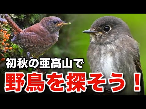 あなたの庭で鳥が何を食べるかを調べてください！種、果物、その他たくさんの驚きがあります!  庭園