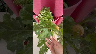 Growing zucchini in a vertical planter #greenstalk #greenstalkgarden #garden ing en