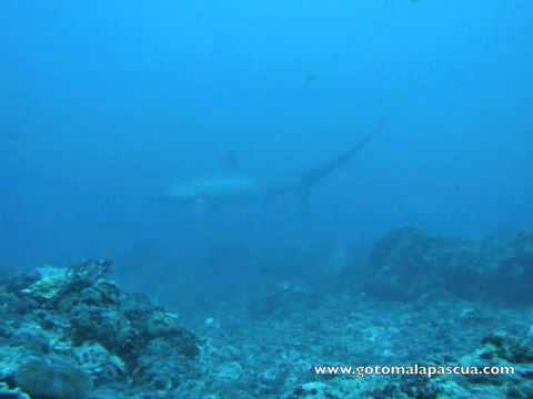 Malapascua - Fuchshaien