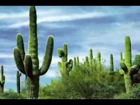 APACHE (Jorgen Ingmann) 1960 Original Studios Masters