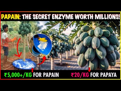 Papain Extraction: Turning Papaya Latex into High-Value Enzyme | Uses & Process Explained