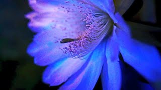 EPIC MONSTER CACTUS Flowering! Must See This! Night Blooming Cereus & Goodnight Tito