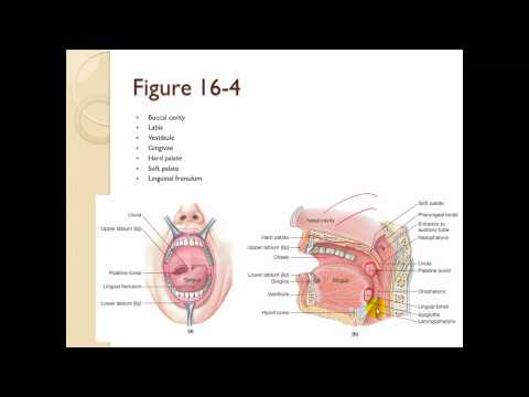 Chapter 16 The Digestive system part 1