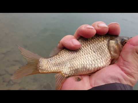 Sălbăticia în splendoarea ei  (Targu Neamț)