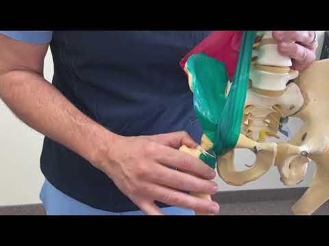 Explaining how a tight psoas can effect all hip/pelvic muscle function