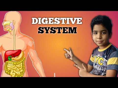 All about digestive system works