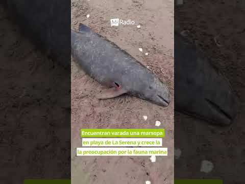 🐋 Una marsopa fue encontrada varada durante este domingo en una playa de La Serena, generando…