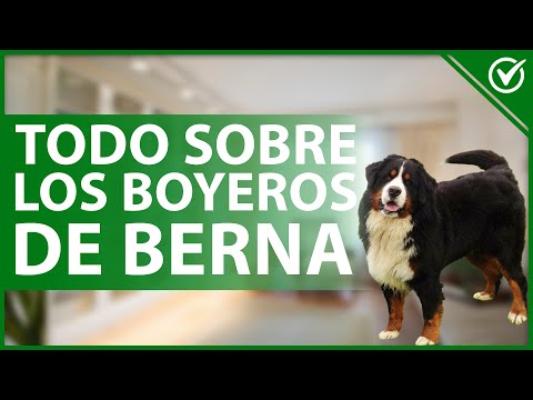 Bernese Mountain Dog: Characteristics, care, feeding, and special care