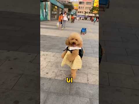 🐕 فخ الاختفاء السري!شاهد صدمة الكلبة بعد تصرف أخيها غير المتوقع والمفاجأة | حكايات جوكا #شورتس