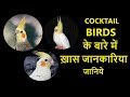 Cocktail Birds के बारे में ख़ास जानकारिया जानि�
