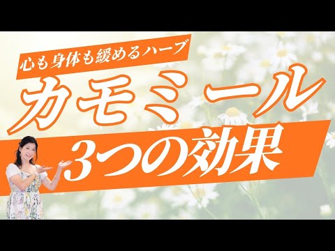 医療ビジネス薬科学科 【心も身体も緩めるハーブ】カモミールの3つの効果