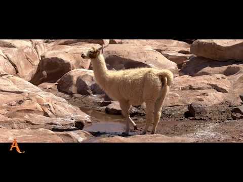 The Enigma Vol 1. Enigmatic Music 2017 CD - Shinobu DESIERTO DE ATACAMA