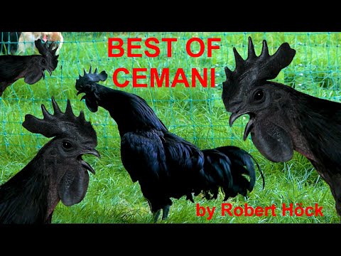 BEST OF AYAM CEMANI - Krährufe von Cemani-Hähnen zum Testhören - cemani rossters crowing - chickens