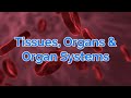 GCSE Biology Organization: Cells to Organ Systems Explained