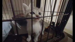 【VR180】家の壁の隙間から出てきた生後一か月の保護猫