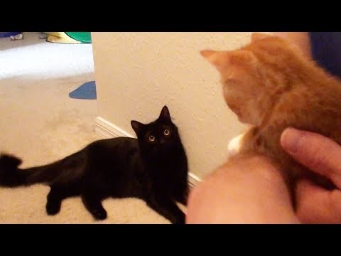 Kissat tapaavat ensi kertaa