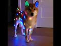 Dog with Christmas lights @Harry P. Ness, @A10 Gaming/Spearmint Memes