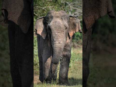 Dangerous Big Elephant😲😲 #elephante #wildlife #animals #nature #viral
