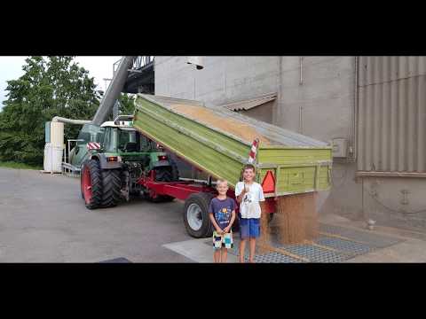 Getreide Ernte 2019 / Weizen dreschen / Deutz Mähdrescher / Weizen abliefern