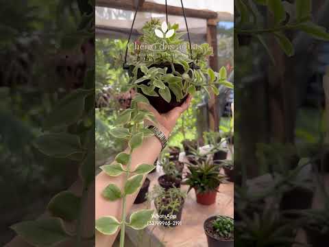 Viveiro de plantas em Bom Jardim de Minas #flores #plantas