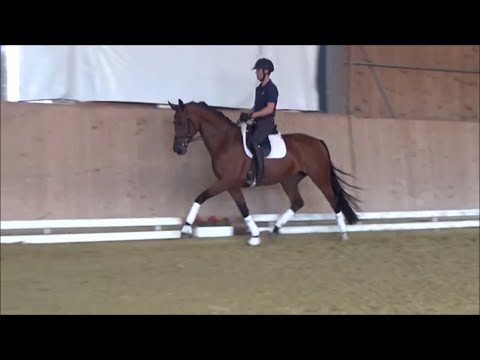 4j. St.Pr.St. v. Franziskus x Beltoni  www.stöcker-verkaufspferde.de