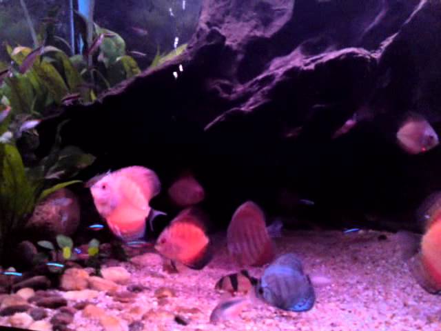 My Discus Fish Tank..