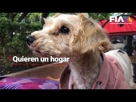 #BUSCANUNHOGAR | Cada vez hay más asociaciones de rescate de perritos víctimas de maltrato