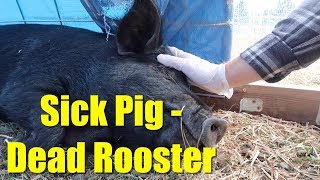 Sick Pig - Dead Rooster: The Harsh Realities of Homesteading